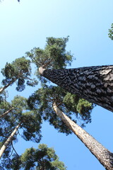 tall pine trees against a blue sky