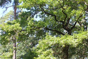 green trees in the summer forest