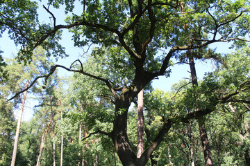 green trees in the summer forest
