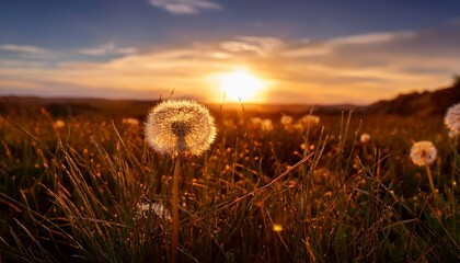 dandelion stands tall in field bathed in the warm glow of setting sun