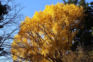 Autumn Ginkgo Tree in Tokyo