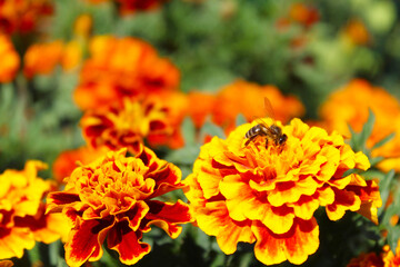 bee on an orange marigold flower