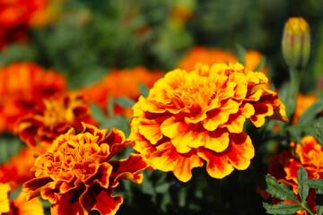 beautiful marigold flowers close-up on a blurred background
