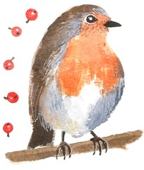 Watercolor illustration on white background. Robin bird and branches with berries. This is a beautiful drawing for your print.