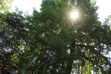sun shining through trees, sun over green trees