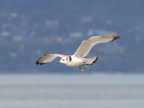 An immature Black-legged Kittiwake in flight with wings raised
