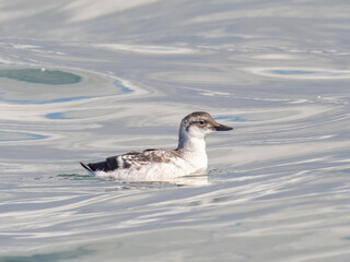 A Pigeon Guillemot in immature/basic, winter plumage sitting on the water