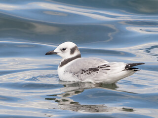 A close up of an immature Black-legged Kittiwake resting on the ocean