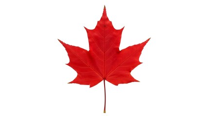 Vibrant red and yellow maple leaves scattered on weathered wooden planks, with a soft, colorful bokeh background symbolizing autumn