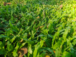 green grass in the garden