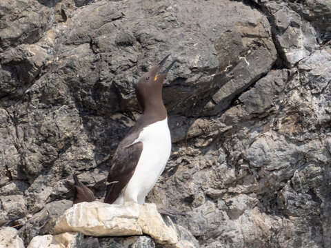 A Common Murre perched on a rocky cliff with beak open to cool off
