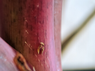 spider on a leaf