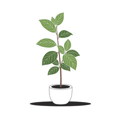 Illustrative botanical study of a young potted plant with green leaves and twigs in a white container on a white background showing a subtle shadow and a simple artistic rendering style