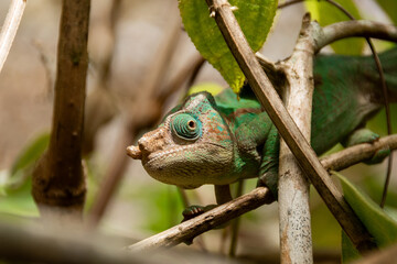 Camaleón pantera de madagascar © Alicia