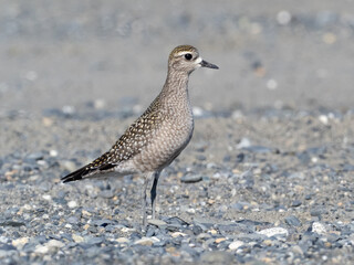 A close up of an American Golden-plover standing on a gravel beach