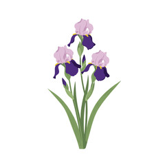 A beautiful arrangement of three purple and pink irises with green stems and leaves
