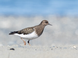 A close up of a Black Turnstone walking across a sandy beach