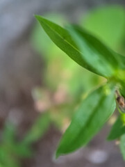 close up of a plant