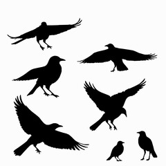 Obraz premium Multiple black bird silhouettes in various poses flying