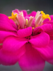 pink and yellow flower