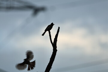 Obraz premium Bulbul