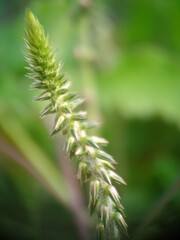 close up of a pine needles
