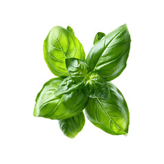 Fototapeta na wymiar Fresh Basil Leaves, isolated on transparent background