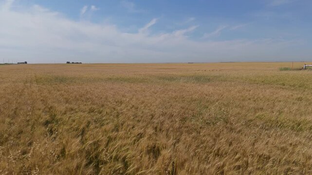 Aerial view of a field of barely in rural Alberta, Canada.