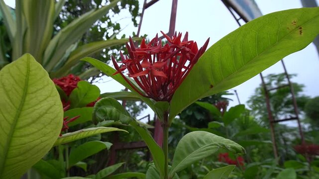 Red ixora blooms with sharp angles, highlighting vibrant against the surrounding greenery
