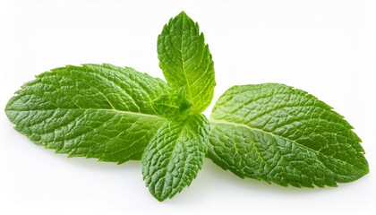 fresh mint green leaves isolated on white