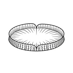Detailed black and white sketch of a giant water lily pad
