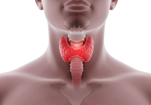 Isolated detailed human thyroid gland, medical anatomical organ, disease illustration