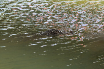 The crocodile show head in river at thailand
