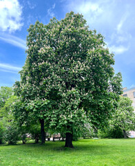 Big majestic Horse chestnut Aesculus blooming in the city yard