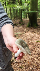 hand picking wild mushrooms on the walk in summer or autumn forest