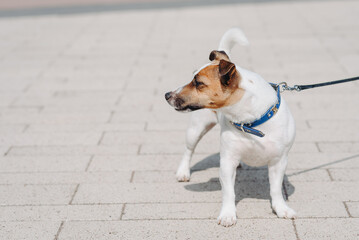 young cute jack russel terrier dog portrait, walking on leash in park outdoors, dogwalking concept