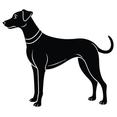 Black silhouette of a slender dog with white accents