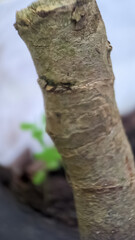 Obraz premium trunk of a tree