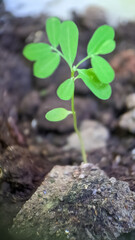 young plant in the ground