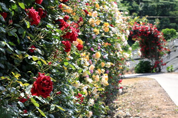 全盛期のバラ園
