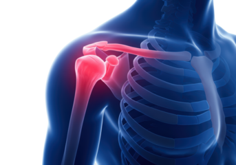 Isolated Shoulder anatomy structure human body, shoulder joint, medical illustration