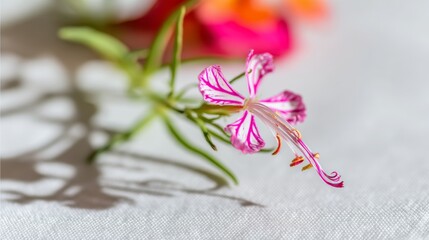 Colorful flowers arranged on a white tablecloth in a bright, natural light setting during a warm afternoon
