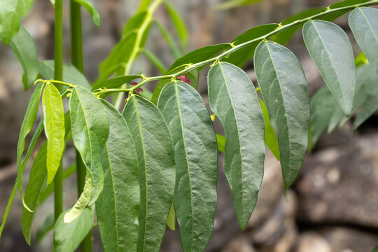 Leaves of Phyllanthus androgynus - Sauropus androgynus also known as katuk