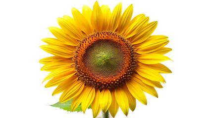 Fototapeta premium sunflower on white background