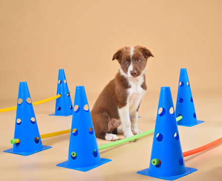 Sitting cute border collie puppy on dog fitness
