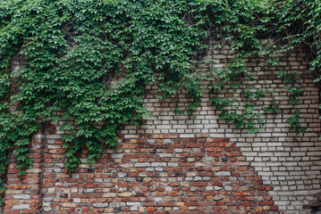 red and white old brick wall with green hedge, summer day, copy space, background, texture