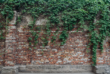 red and white old brick wall with green hedge, summer day, copy space, background, texture