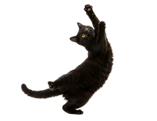 Playful black cat reaching up on transparent background isolated on transparent background