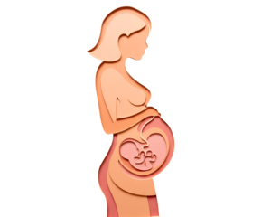 Pregnant woman silhouette showing fetus development isolated on transparent background