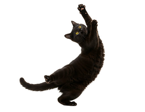 Playful black cat reaching up on transparent background isolated on transparent background